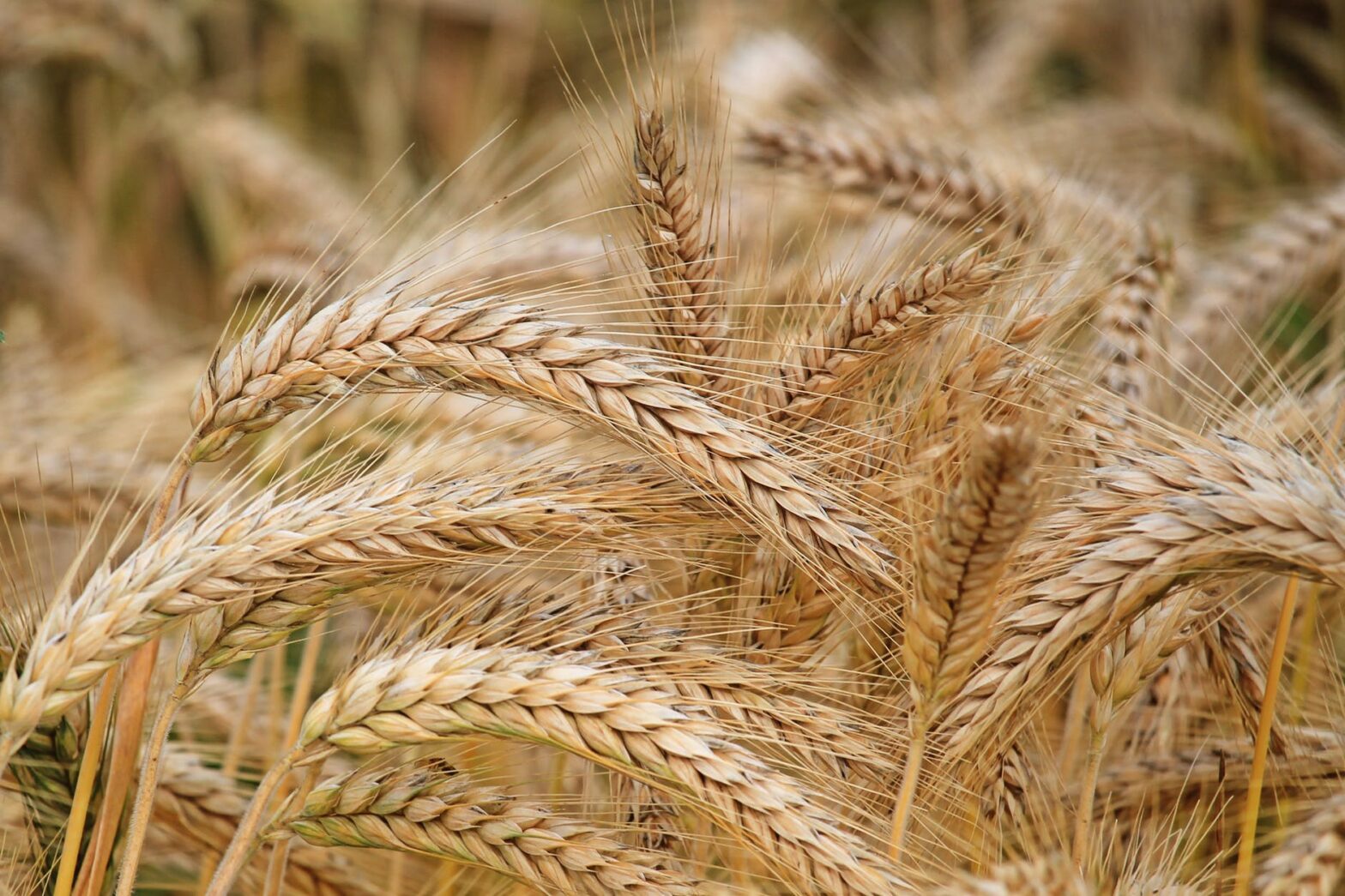 La crisi del grano duro rischia di lasciarci senza pasta